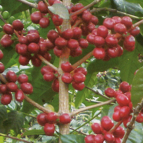 ①コーヒー豆の産地と品種